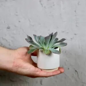 echeveria-pink-frillis-rastlinkovo