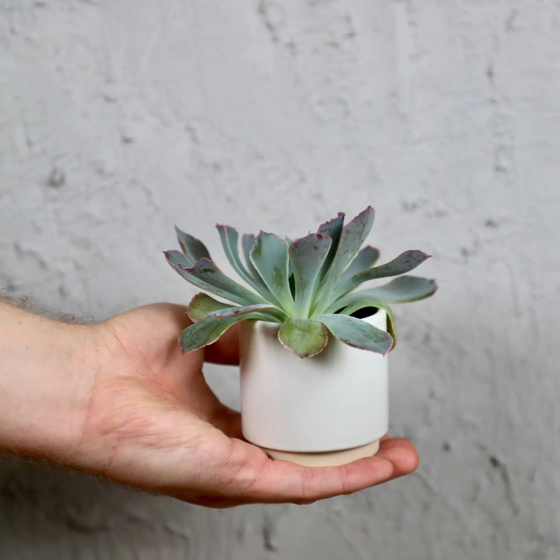 Echeveria pink frillis baby 1 echeveria-pink-frillis-rastlinkovo