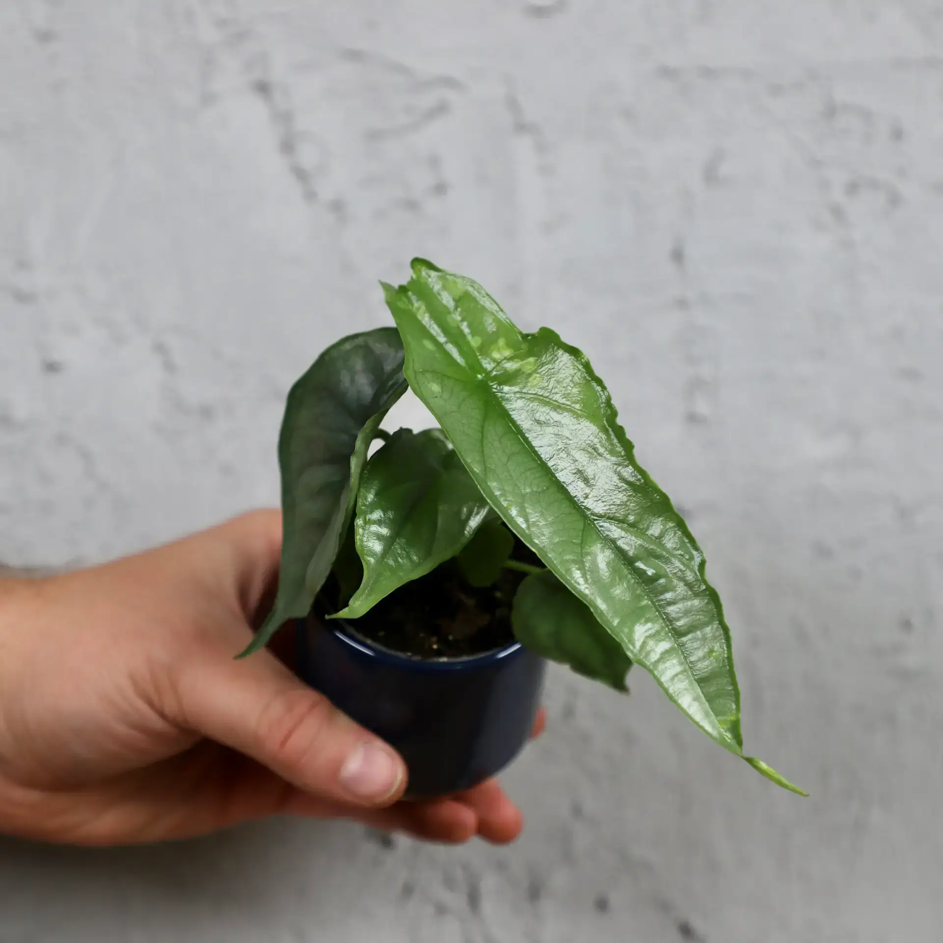 Alocasia Dragon breath baby 1 alocasia-dragon-breath-rastlinkovo