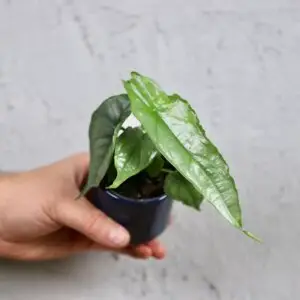 alocasia-dragon-breath-rastlinkovo