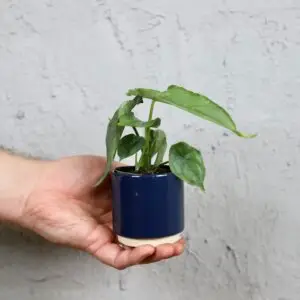 alocasia-dragon-breath-rastlinkovo