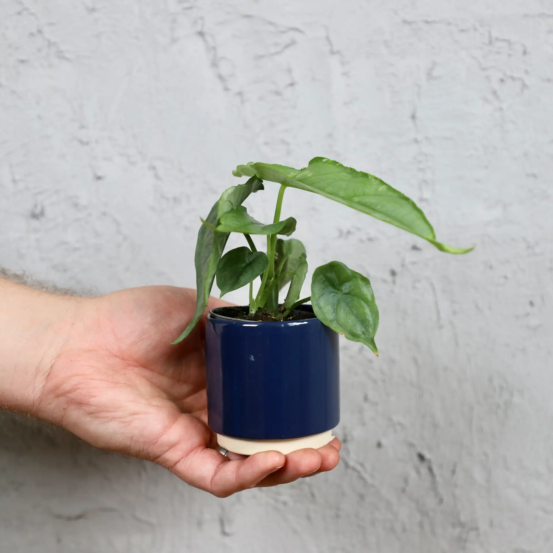Alocasia Dragon breath baby 2 alocasia-dragon-breath-rastlinkovo
