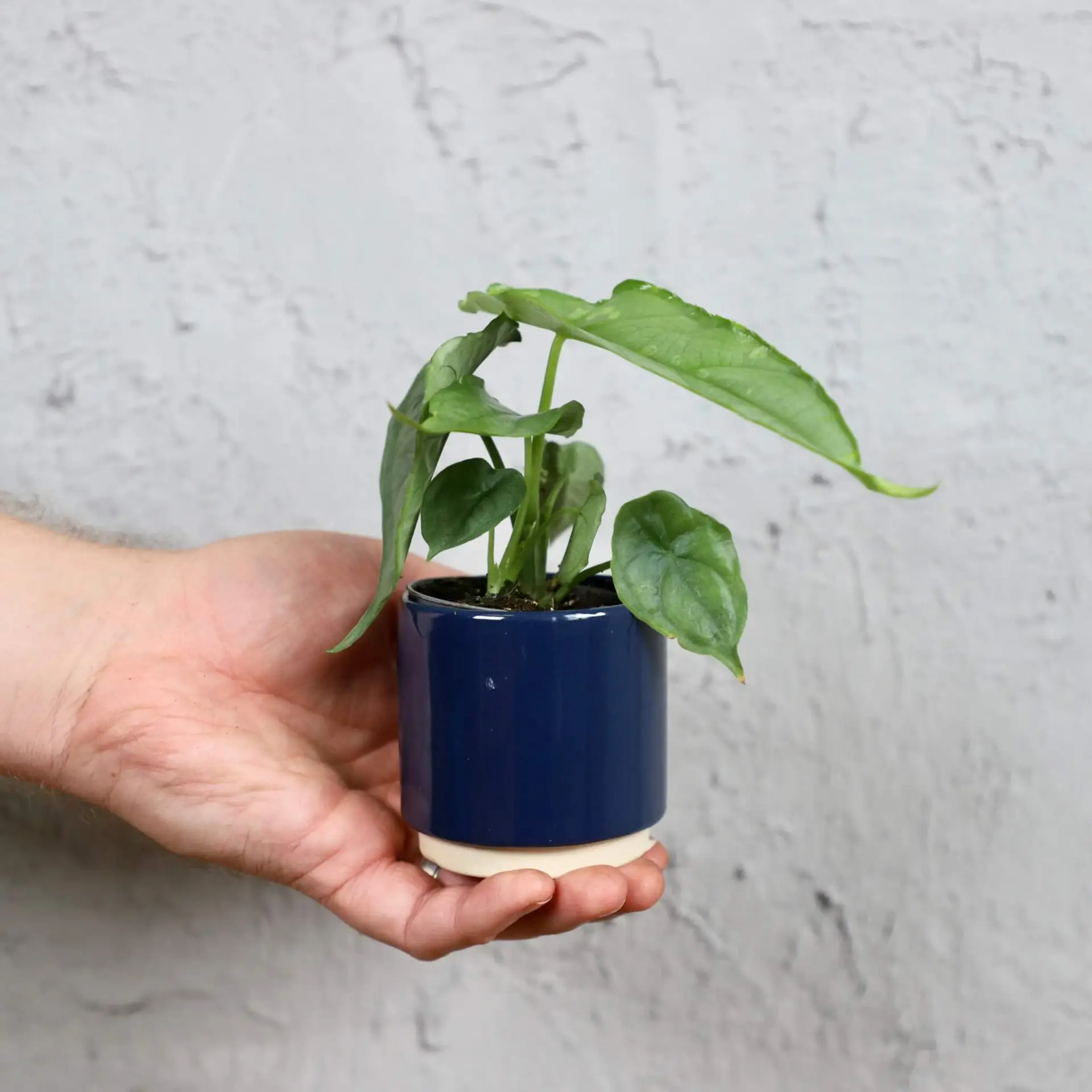 Alocasia Dragon breath baby 4 alocasia-dragon-breath-rastlinkovo
