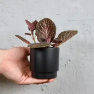 episcia-malayan-rastlinkovo