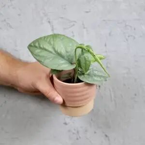 monstera-amydrium-medium-silver-rastlinkovo