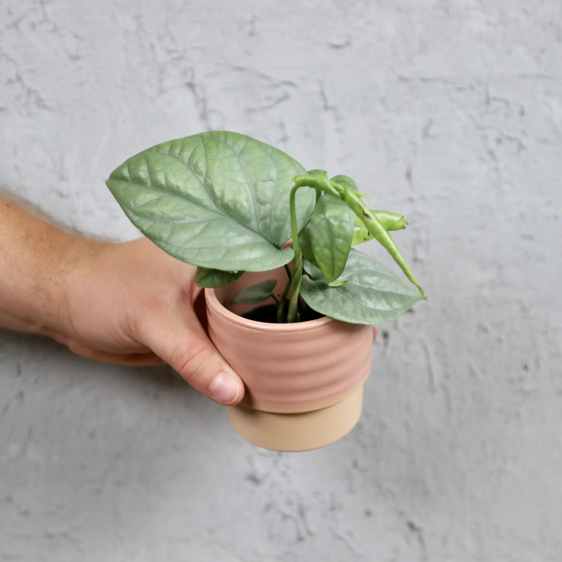 Monstera Amydrium Medium Silver baby 2 monstera-amydrium-medium-silver-rastlinkovo