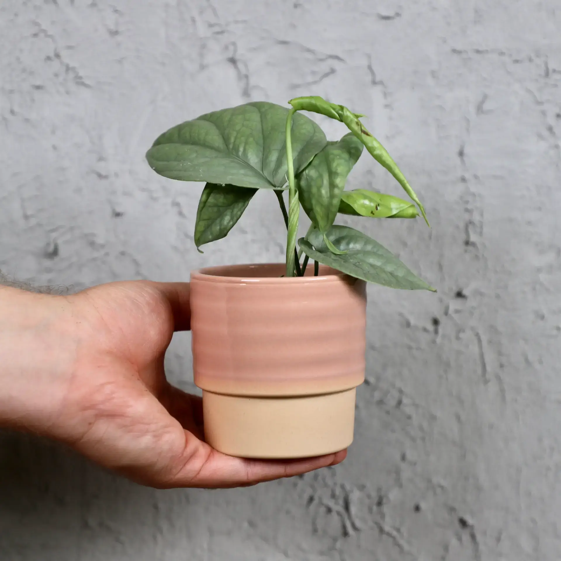 E-shop Monstera Amydrium Medium Silver baby