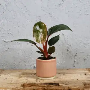 philodendron-pink-bikini-rastlinkovo