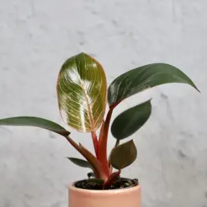 philodendron-pink-bikini-rastlinkovo