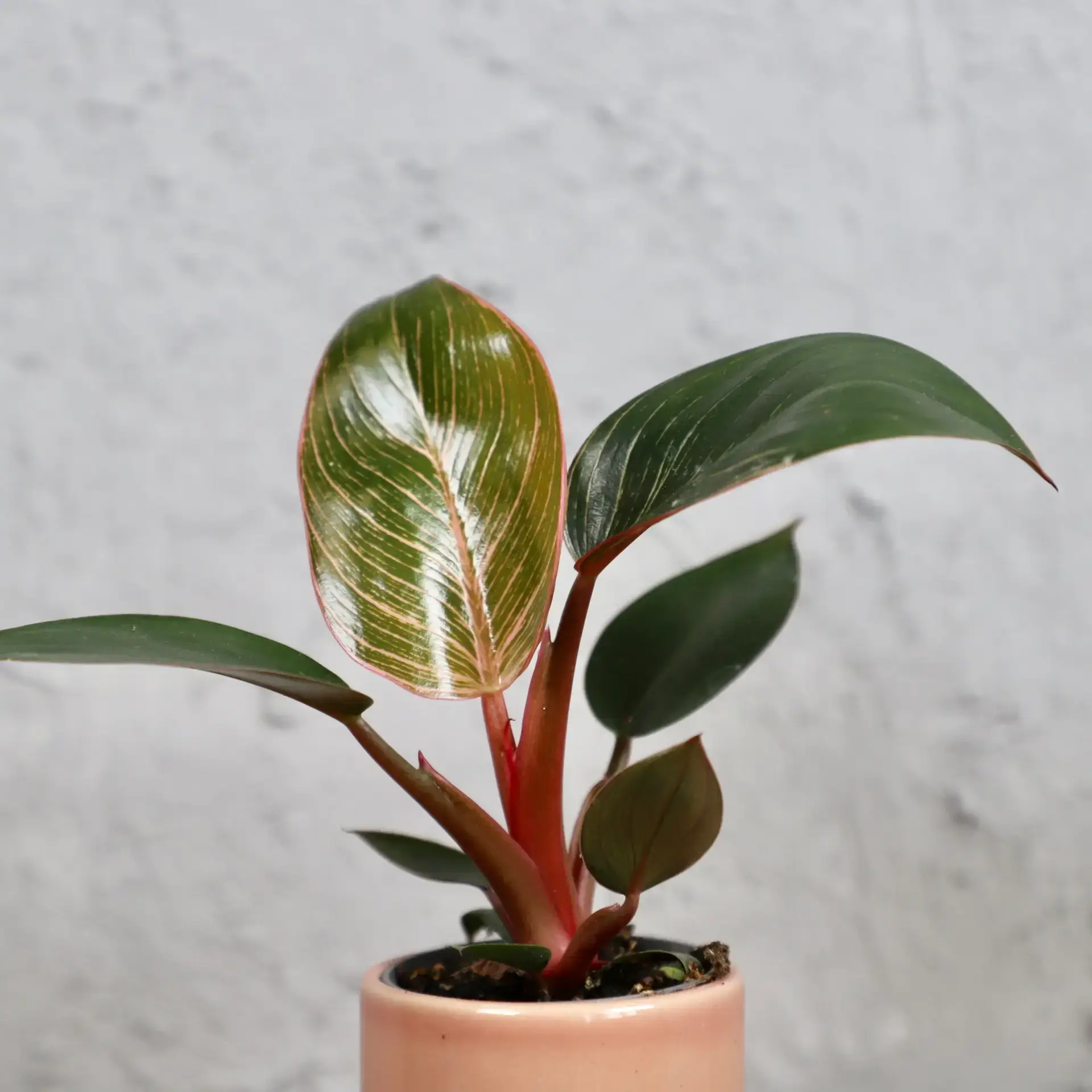 Philodendron Pink bikini baby 4 philodendron-pink-bikini-rastlinkovo