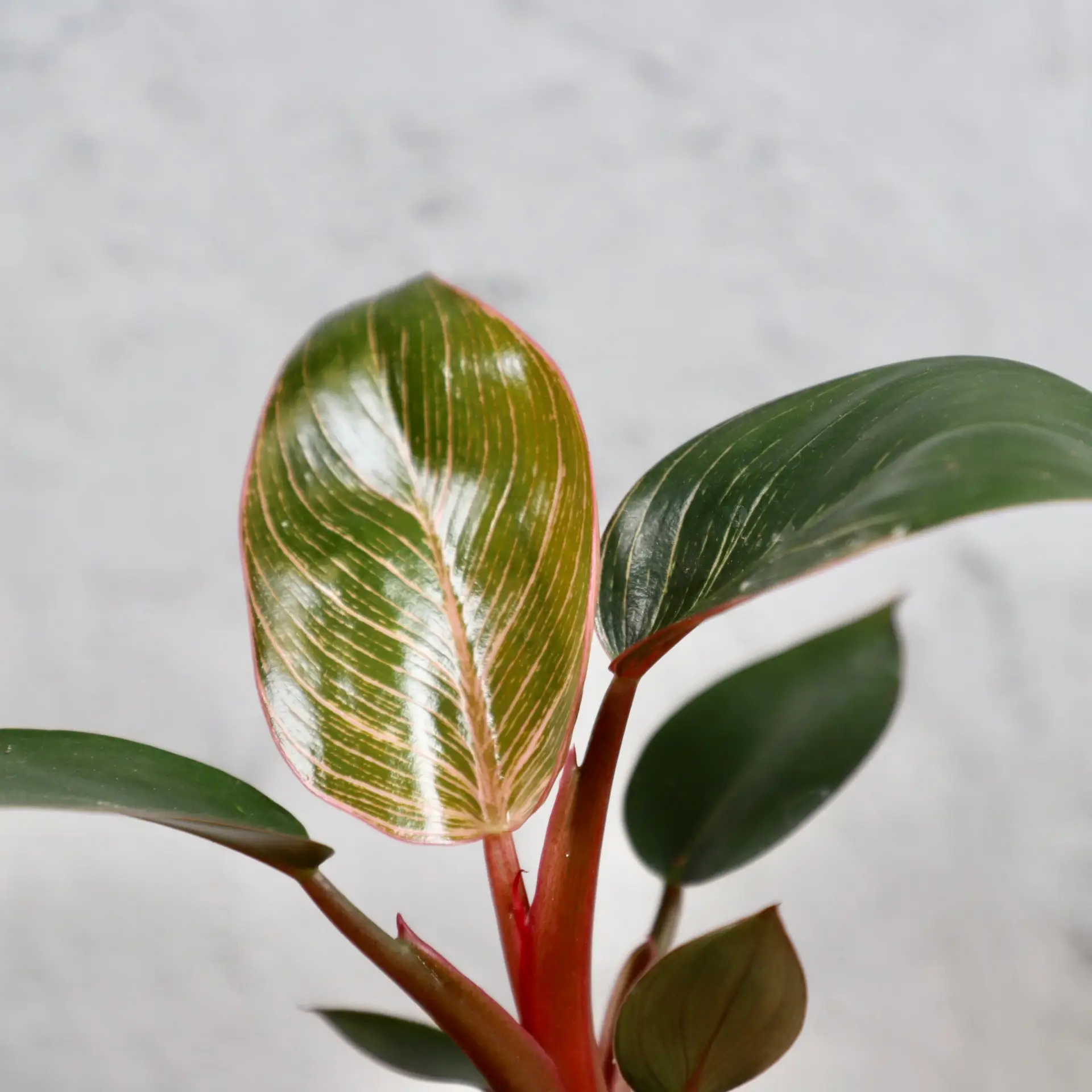 E-shop Philodendron Pink bikini baby