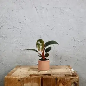 philodendron-pink-bikini-rastlinkovo