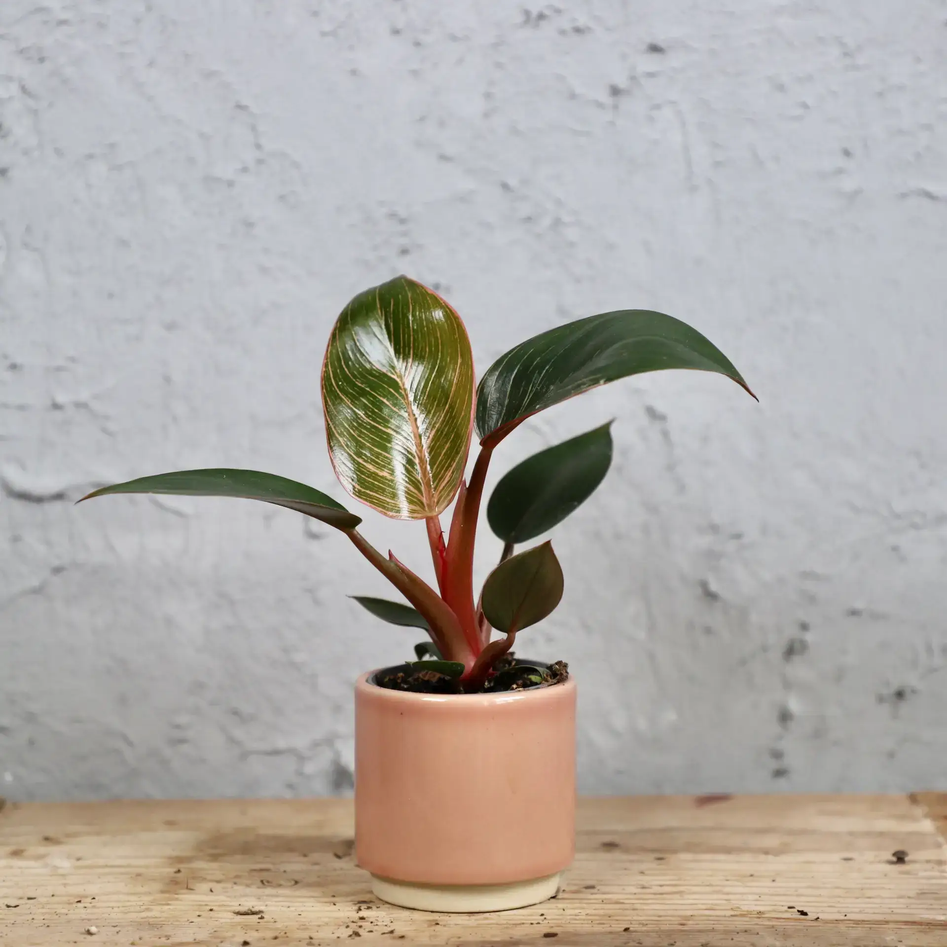 Philodendron Pink bikini baby 5 philodendron-pink-bikini-rastlinkovo