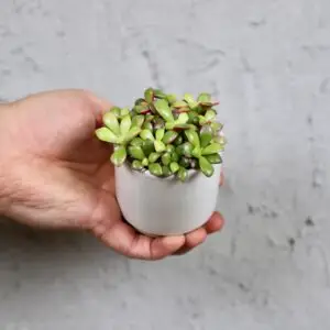 sedum-anacampseros-rastlinkovo