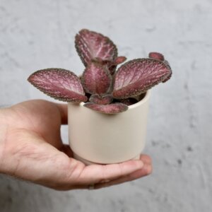 episcia-pink-acajou-rastlinkovo