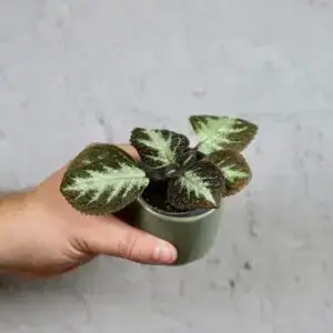 episcia-silver-shield-rastlinkovo