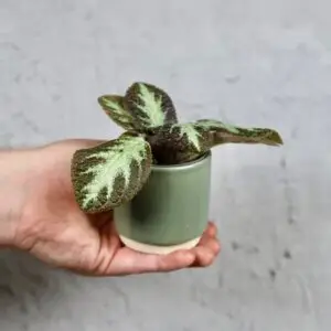 episcia-silver-shield-rastlinkovo