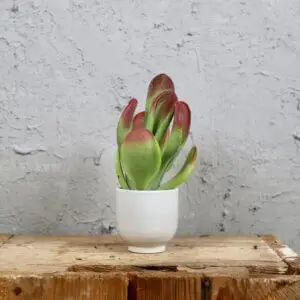 kalanchoe-lady-finger-rastlinkovo