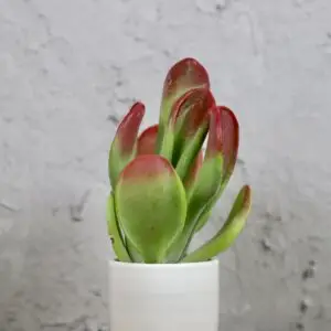 kalanchoe-lady-finger-rastlinkovo