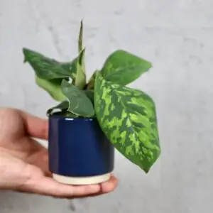 homalomena-camouflage-rastlinkovo