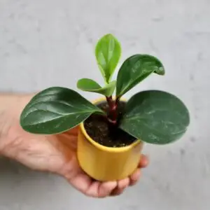 peperomia-obtusifolia-red-canyon-rastlinkovo