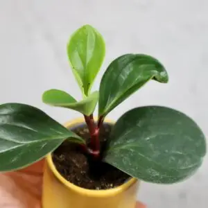 peperomia-obtusifolia-red-canyon-rastlinkovo