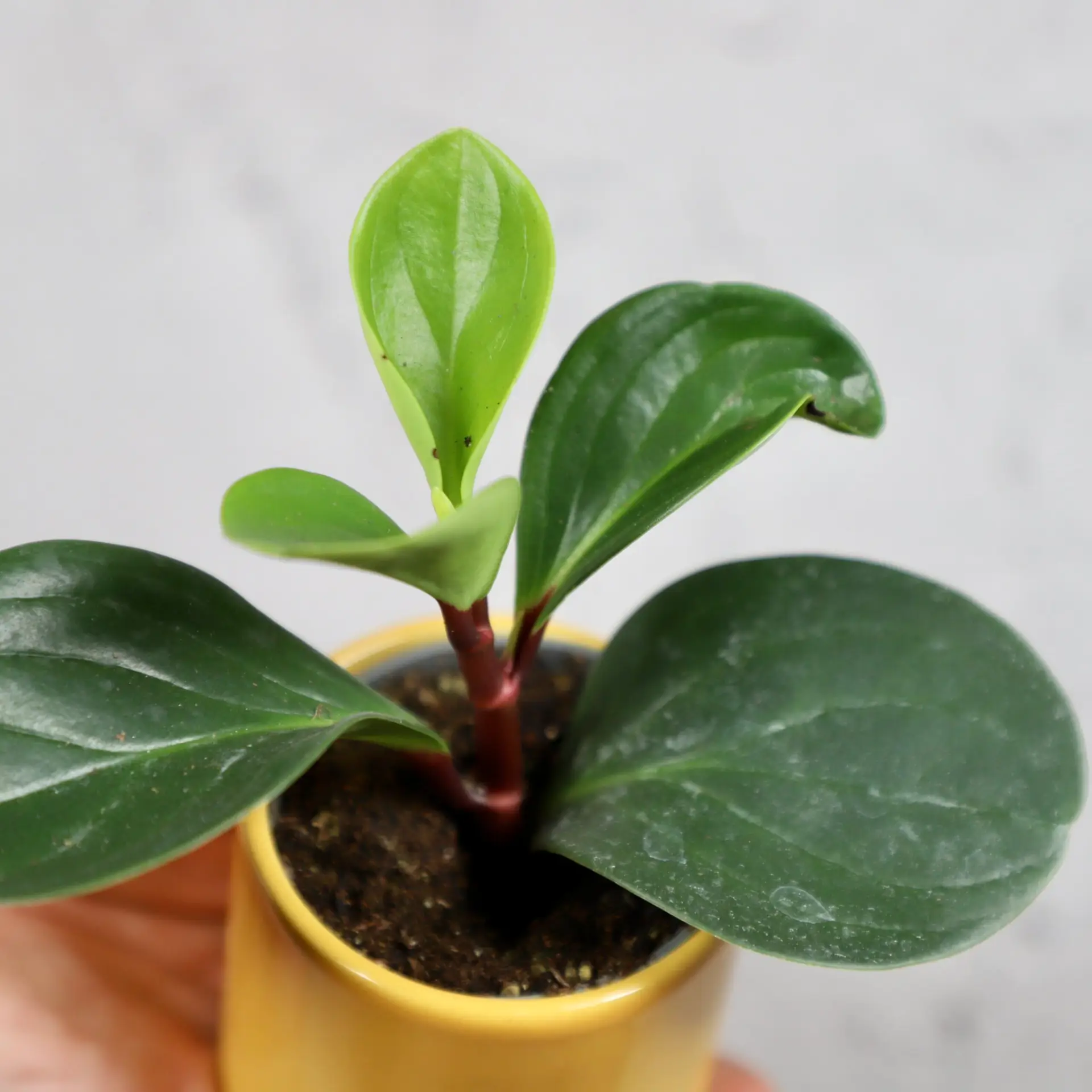 Peperomia Obtusifolia Red Canyon baby 3 peperomia-obtusifolia-red-canyon-rastlinkovo