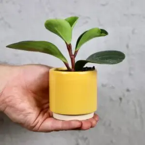 peperomia-obtusifolia-red-canyon-rastlinkovo