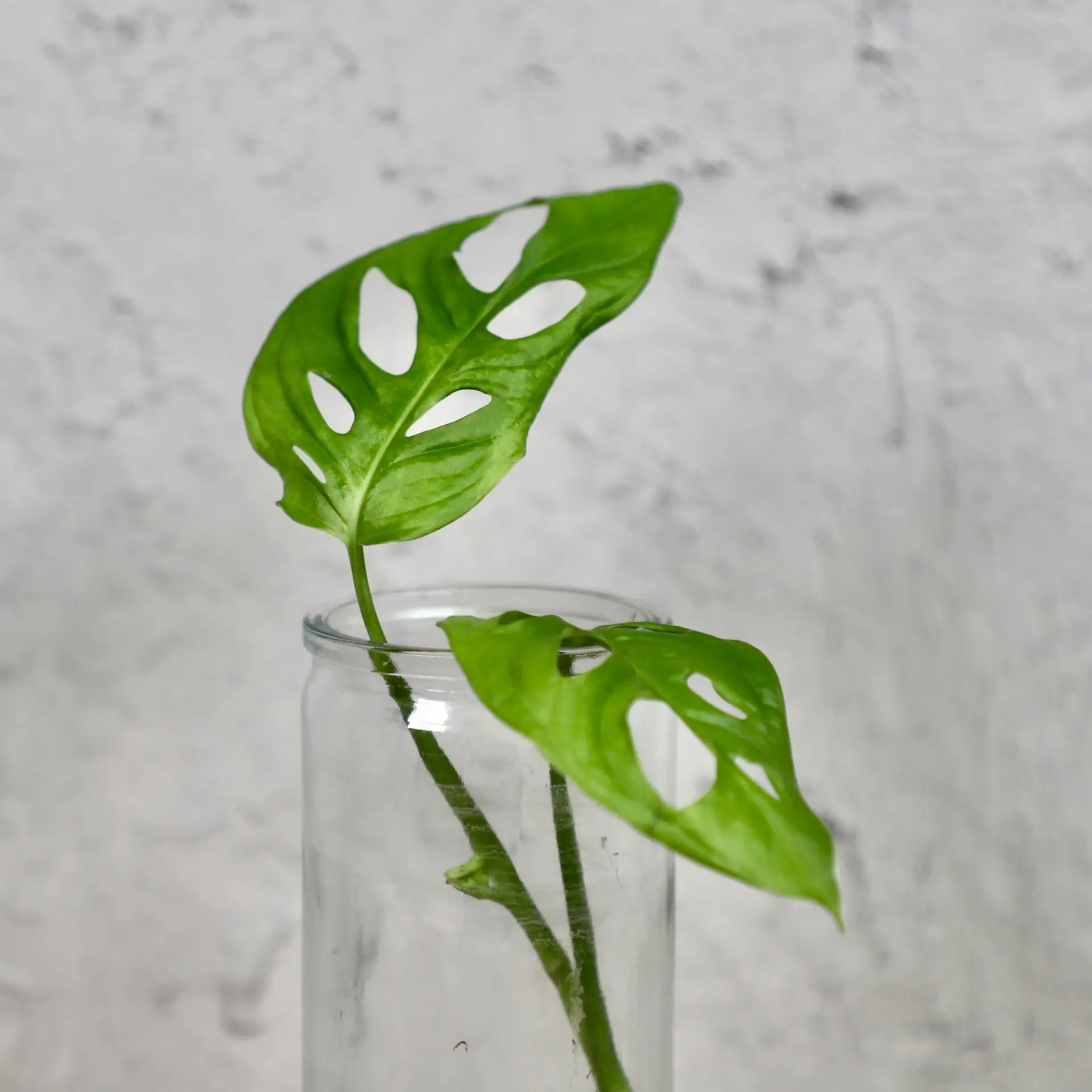 Monstera Esqueleto odrezok 1 monstera-esqueleto-odrezok-rastlinkovo
