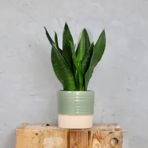 sansevieria-green-on-green-rastlinkovo