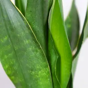 sansevieria-green-on-green-rastlinkovo