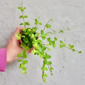 peperomia-rotundifolia-rastlinkovo