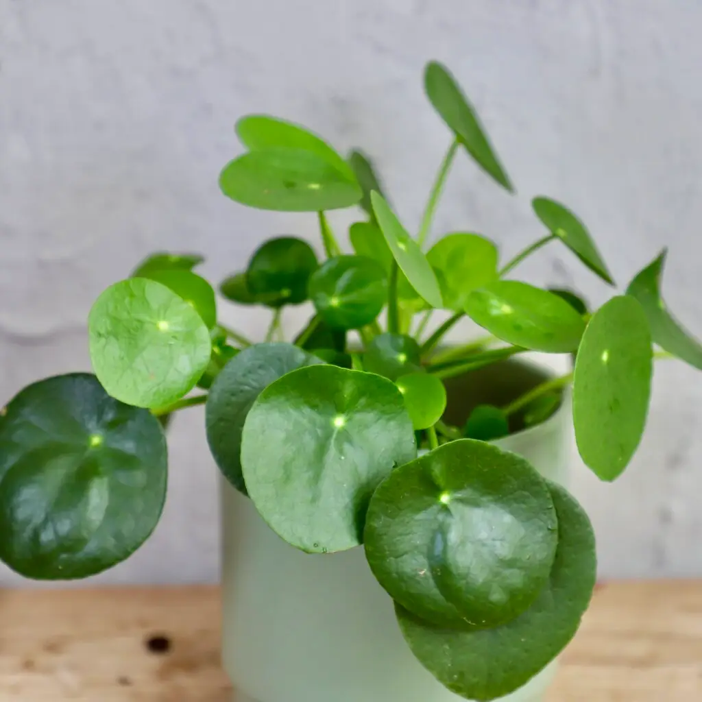 pilea-peperomioides-rastlinkovo