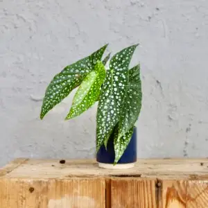begonia-rastlinkovo