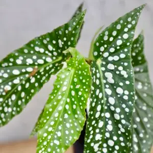 begonia-rastlinkovo