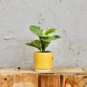 peperomia-obtusifolia-rastlinkovo