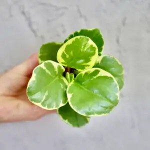 peperomia-obtusifolia-rastlinkovo