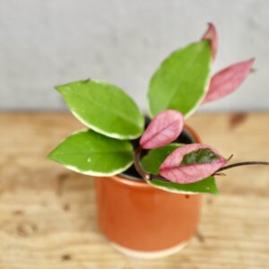 hoya-flamingo-dream-rastlinkovo