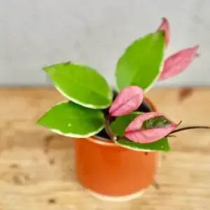 hoya-flamingo-dream-rastlinkovo