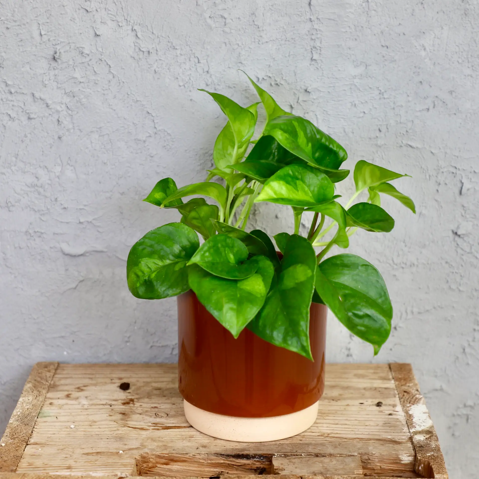 Epipremnum Pothos Global Green 3 epipremnum-global-green-rastlinkovo