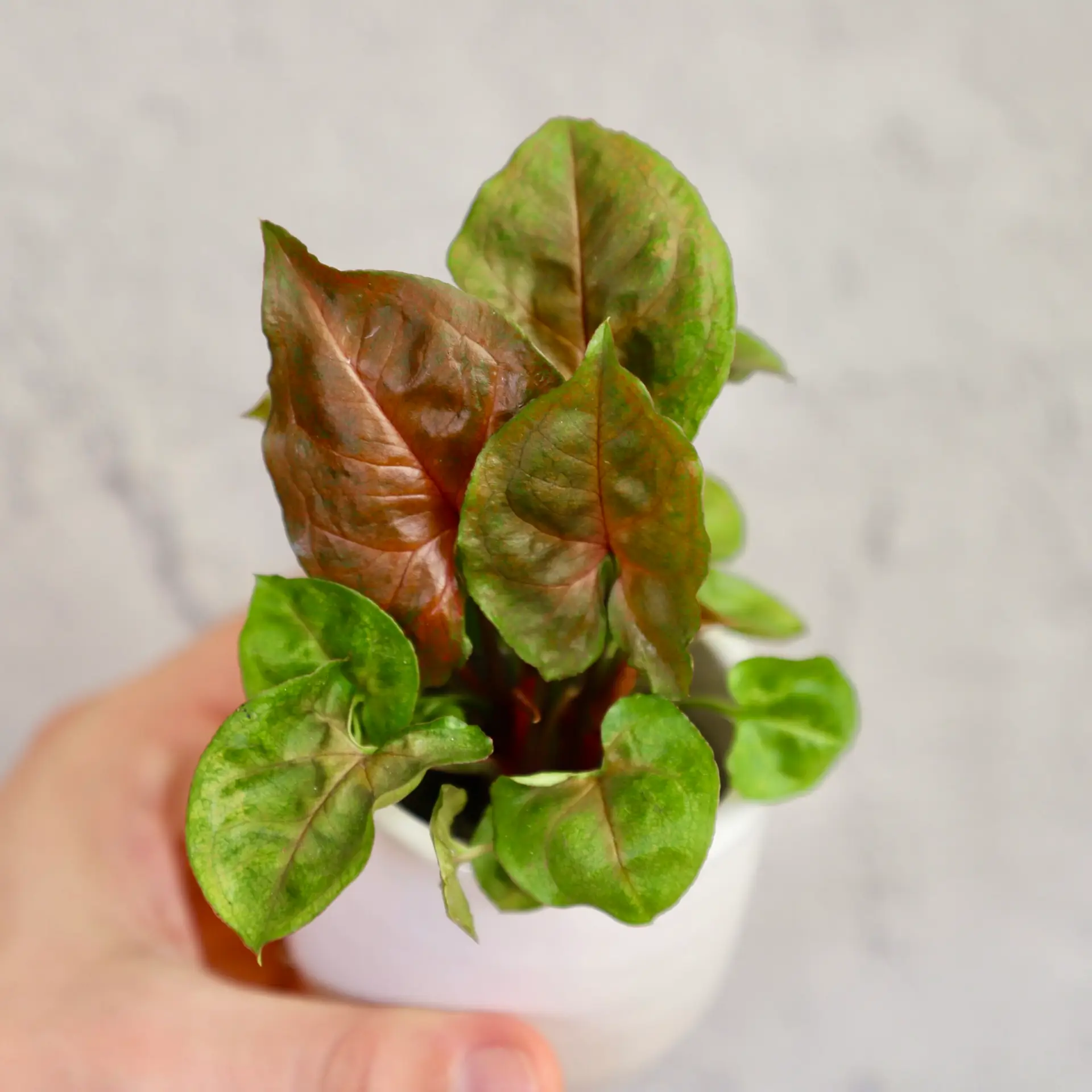 E-shop Syngonium Bronze Maria baby
