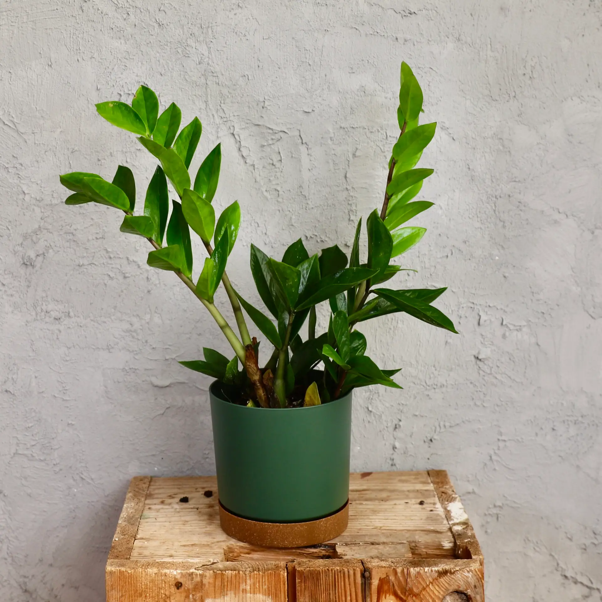 E-shop Zamioculcas Zamiifolia
