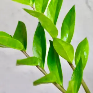 zamioculcas-zamiifolia-zamiokulkas-rastlinkovo