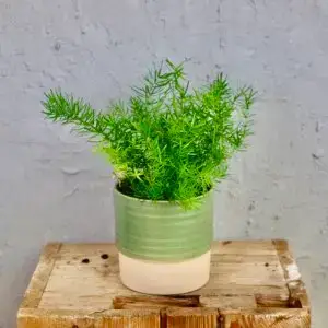 asparagus-densiflorus-rastlinkovo