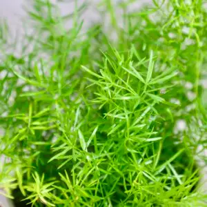 asparagus-densiflorus-rastlinkovo