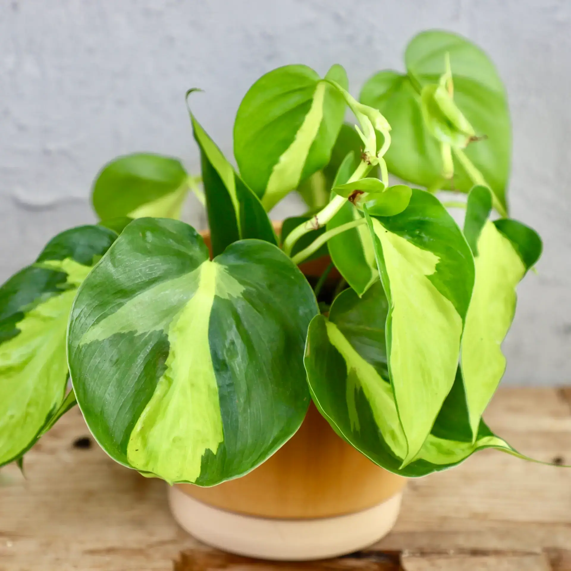Philodendron Scandens Brasil 1 philodendron-brasil-rastlinkovo