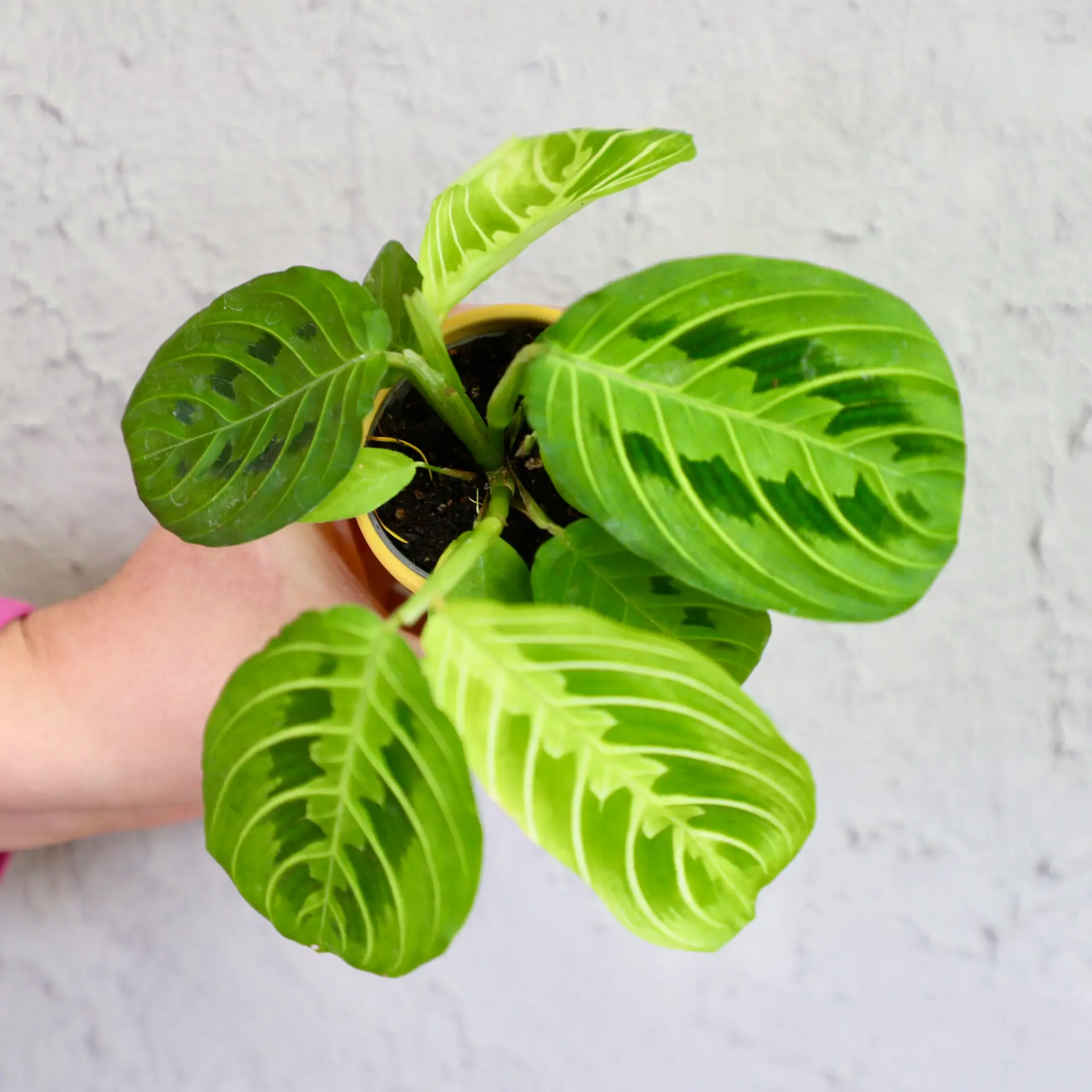 Maranta Leuconeura Lemon Lime baby 1 maranta-lemon-lime-rastlinkovo