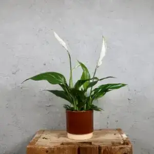 spathiphyllum-pearl-cupido-rastlinkovo