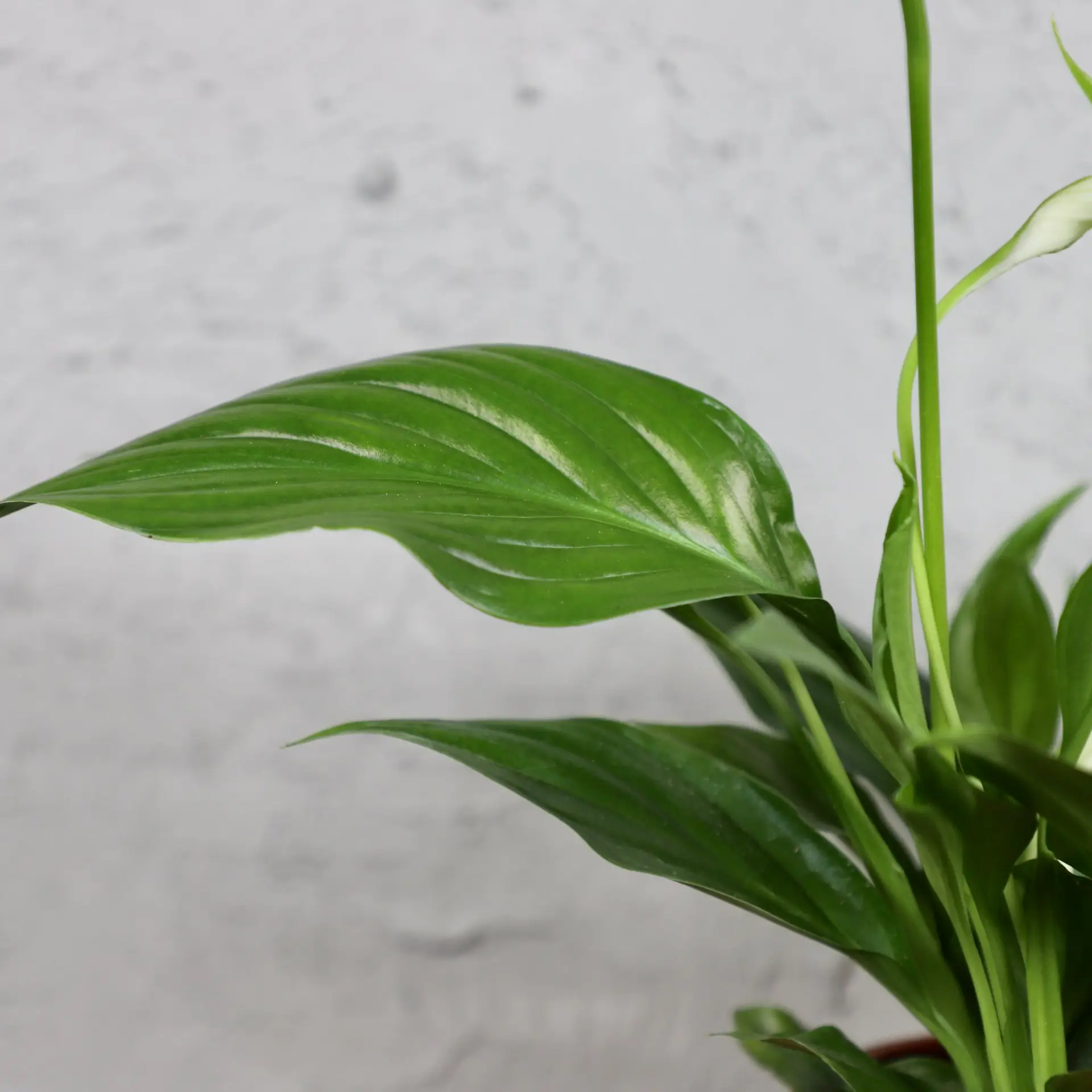 Spathiphyllum Lopatkovec Pearl Cupido 2 spathiphyllum-pearl-cupido-rastlinkovo