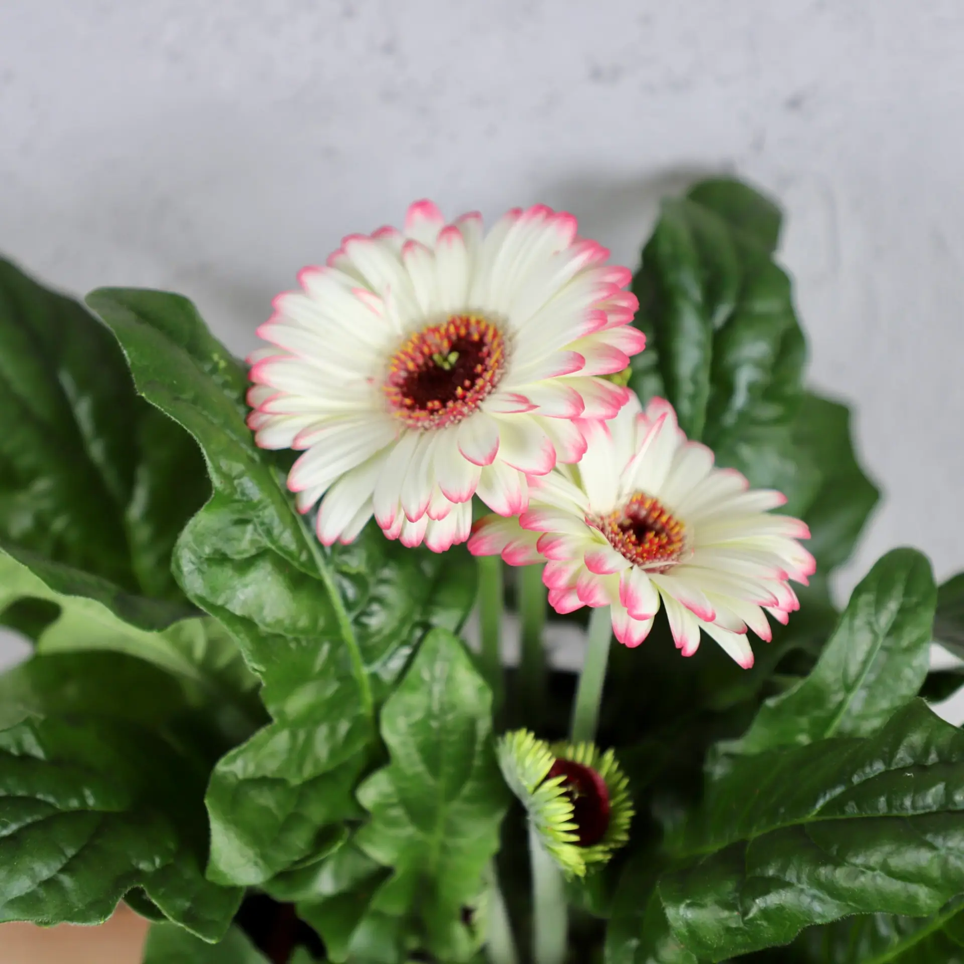 Gerbera bielo ružová 2 gerbera-bielo-ruzova-rastlinkovo